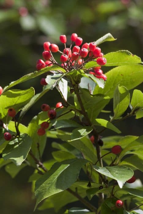 oriental photinia