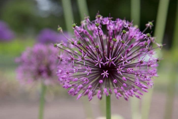 Sarawschan allium