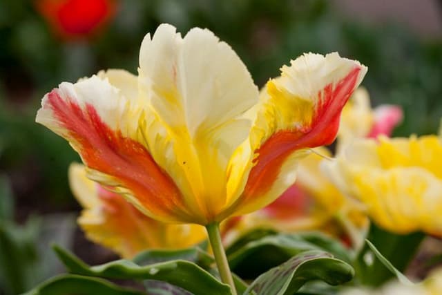 Tulip 'Zampa Parrot'
