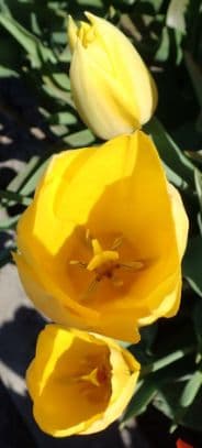 Tulip 'Muscadet'