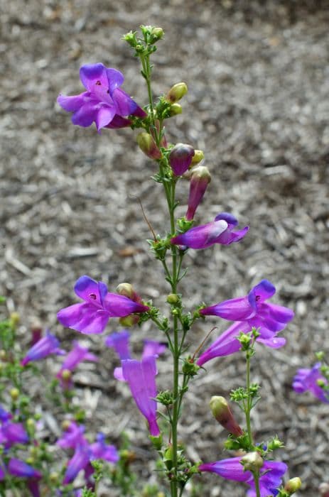 penstemon 'Margarita Bop'