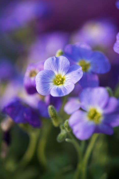 Aubrieta [Axcent Light Blue]