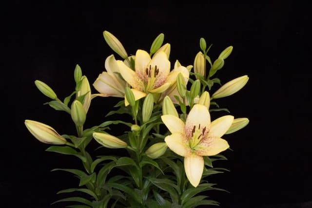 Lily 'Sweet Desire'