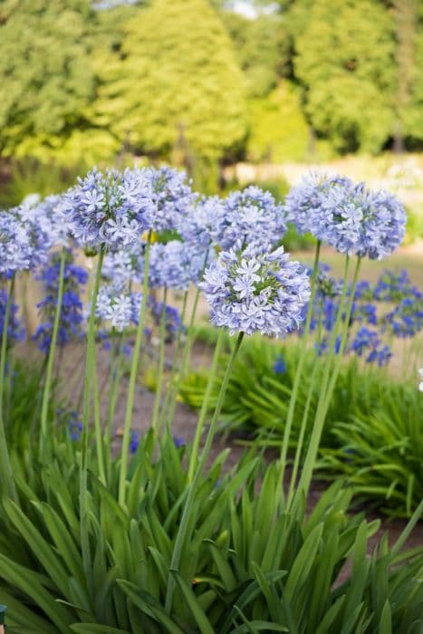 African lily 'Summer Days'