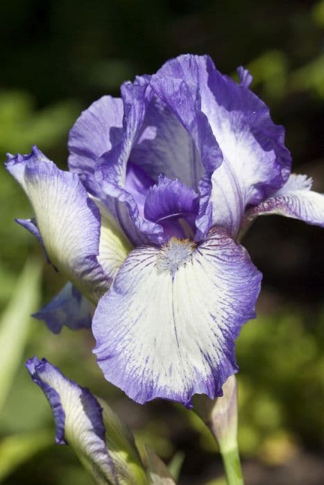 iris 'Arctic Fancy'