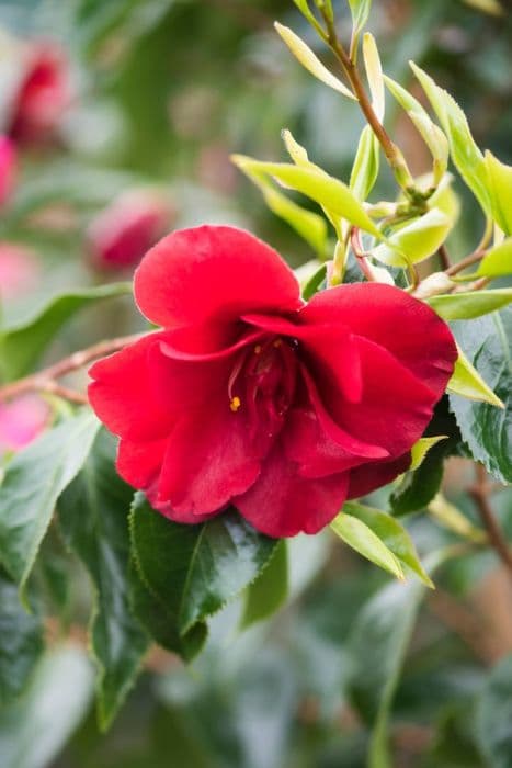 Camellia 'Black Magic'