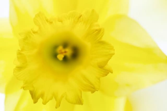Daffodil 'Spellbinder'