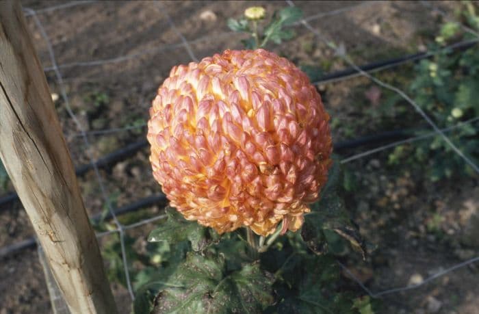 chrysanthemum 'Bronze Max Riley'