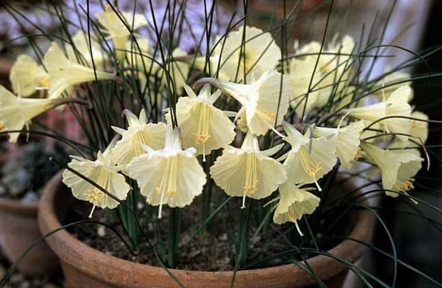 Romieux hoop petticoat daffodil