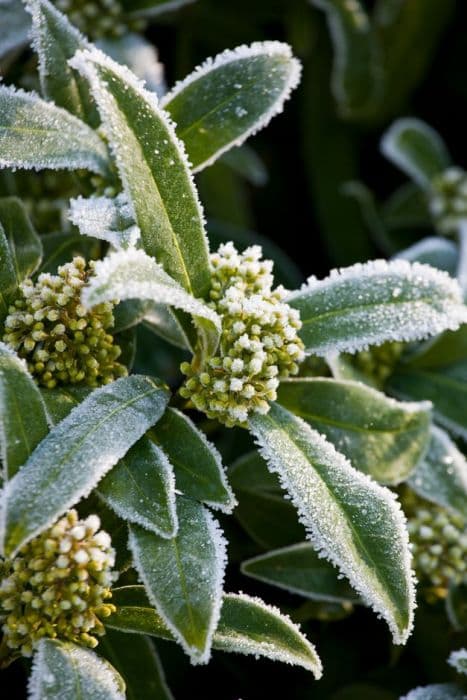 skimmia 'Kew Green'