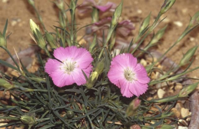 Grass rose pink