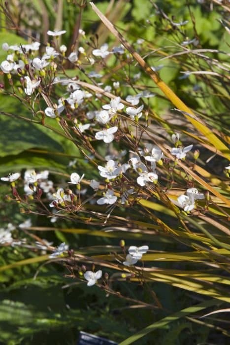 Chilean Iris