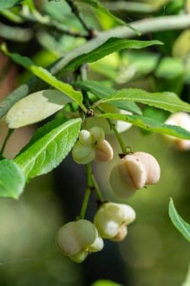 White Spindle