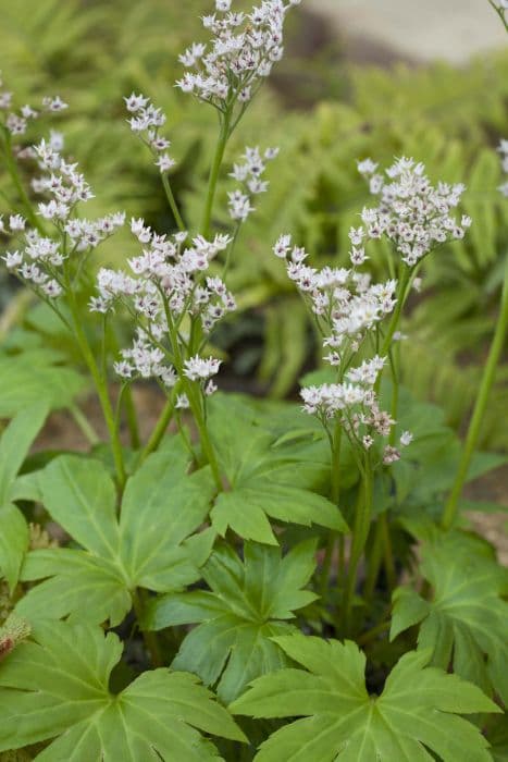 Red-leaved mukdenia