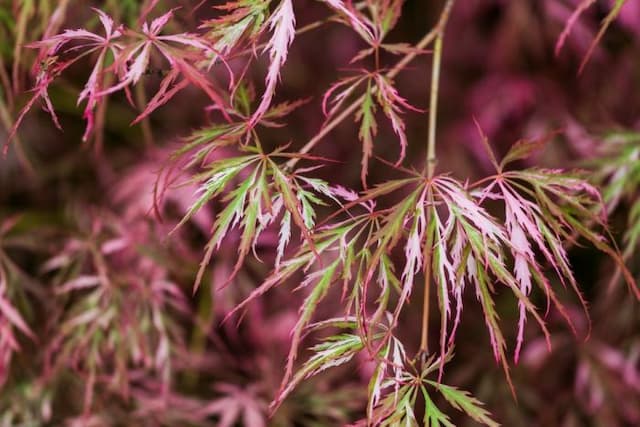 Japanese maple 'Hana-matoi'