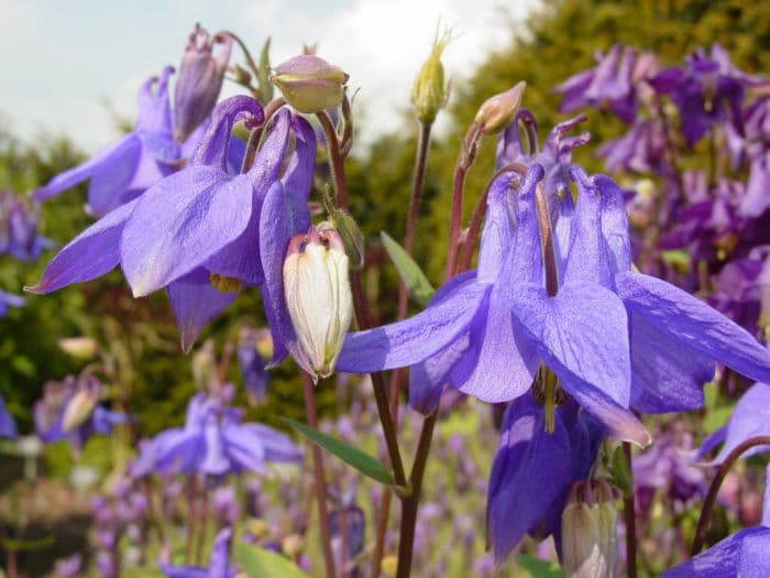 columbine 'Hensol Harebell'