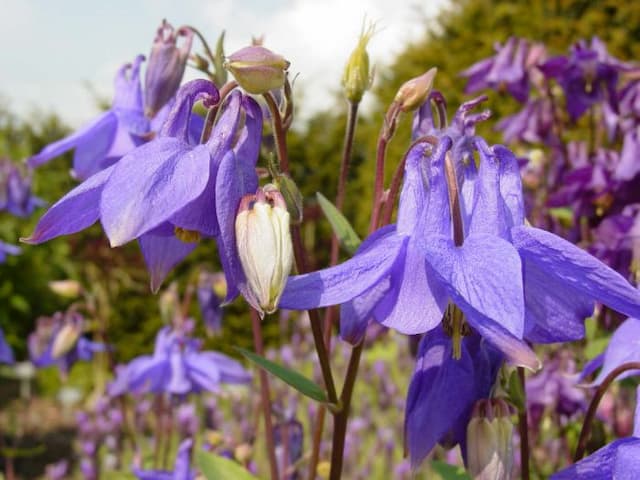 Columbine 'Hensol Harebell'