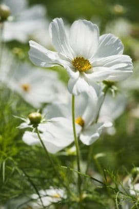 cosmea 'Sonata White'