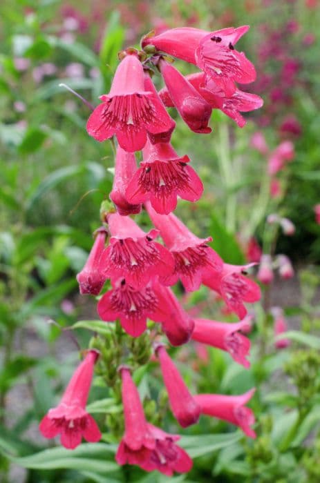 penstemon 'Pensham Tiger Belle Rose'