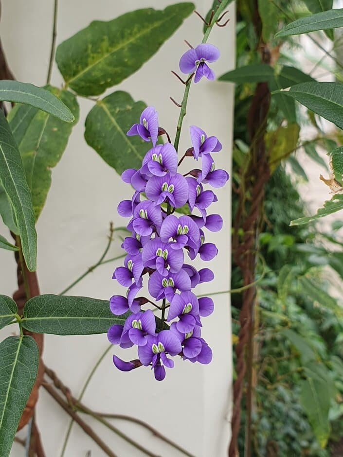 Western Australia coral pea