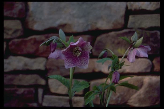 hellebore 'Gladys Burrow'