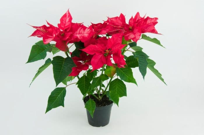 poinsettia 'Ice Punch'