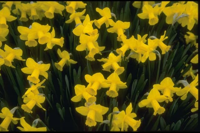 Daffodil 'Tyrone Gold'