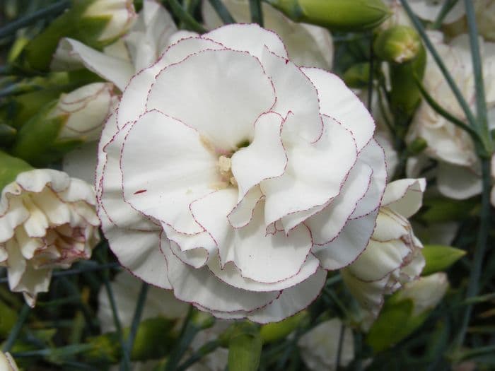 border carnation 'Chesswood Barbara Arif'