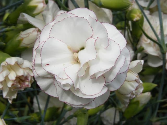 Border carnation 'Chesswood Barbara Arif'