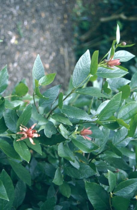 California allspice