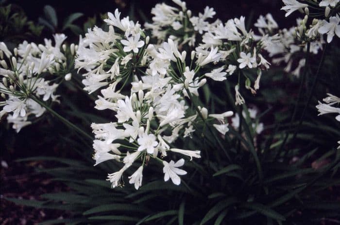 white African lily