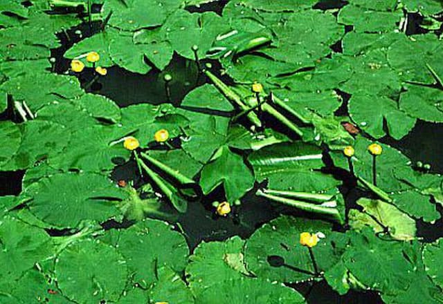 Japanese pond lily