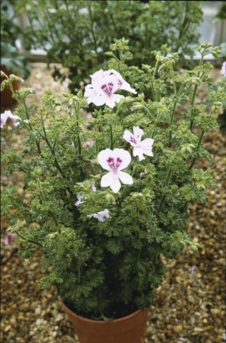 pelargonium 'Nervous Mabel'