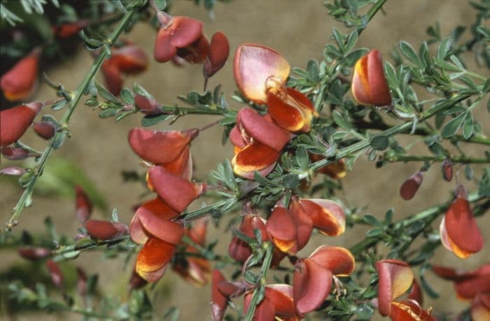 broom 'Burkwoodii'