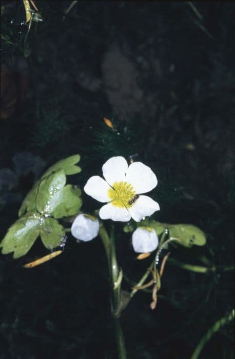 common water crowfoot