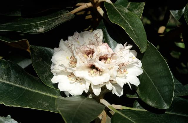 King rhododendron