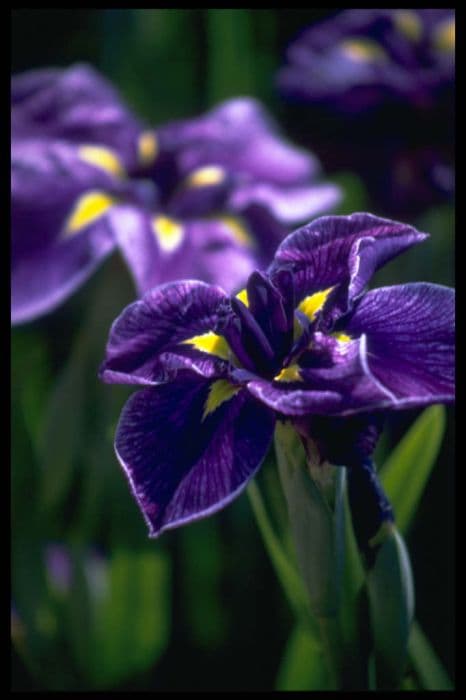 Japanese water iris 'Katy Mendez'