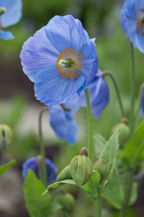 Himalayan blue poppy 'Mrs Jebb'