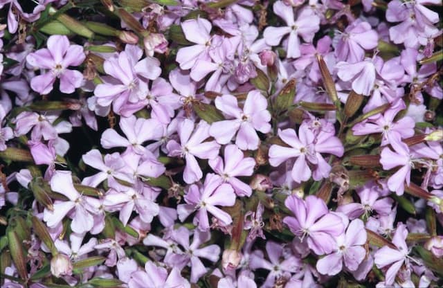 Soapwort 'Max Frei'