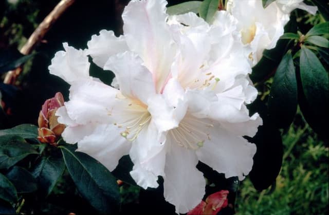 Lindley's rhododendron