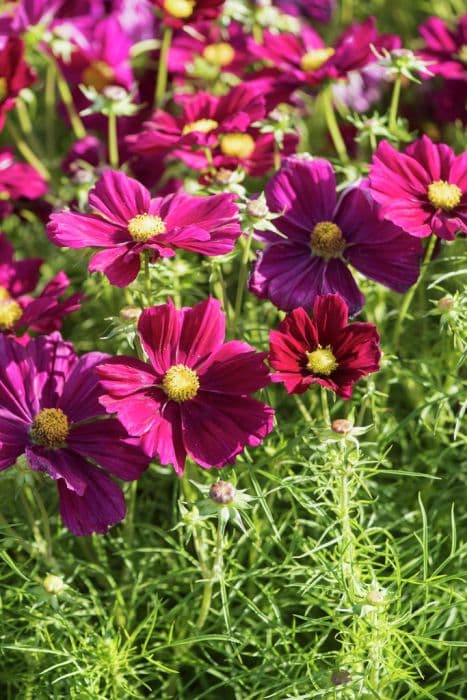 cosmea 'Apollo Carmine'