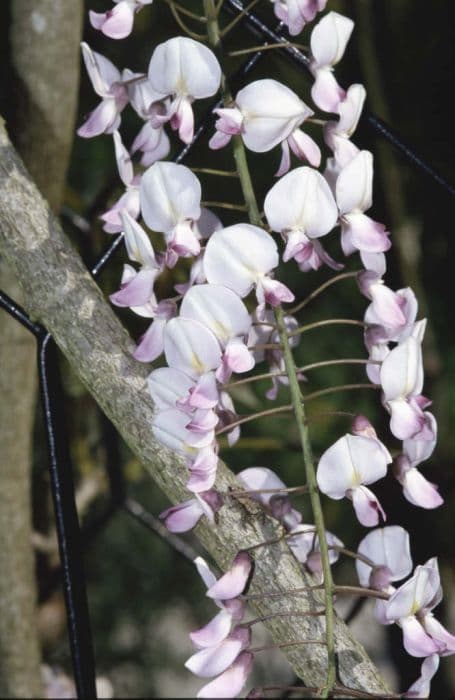 Japanese wisteria 'Honi-beni'