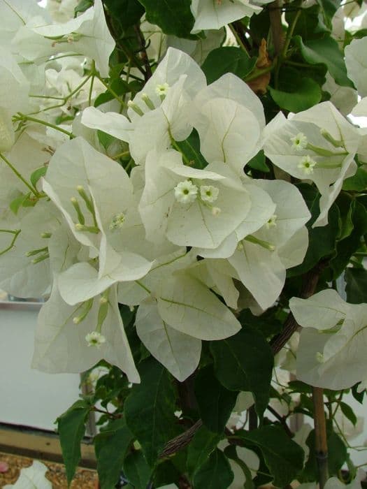 bougainvillea 'Mary Palmer's Enchantment'