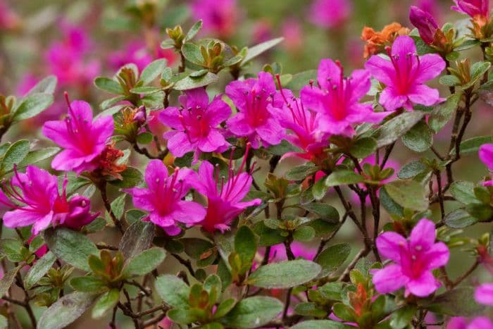 rhododendron 'Amoenum'