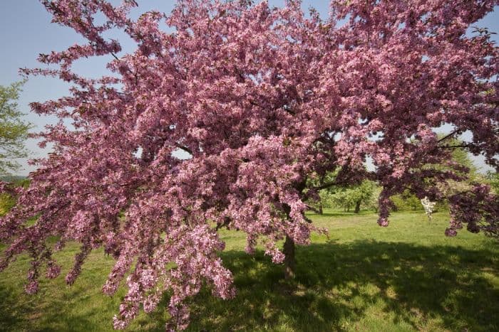 crab apple 'R.J. Fulcher'