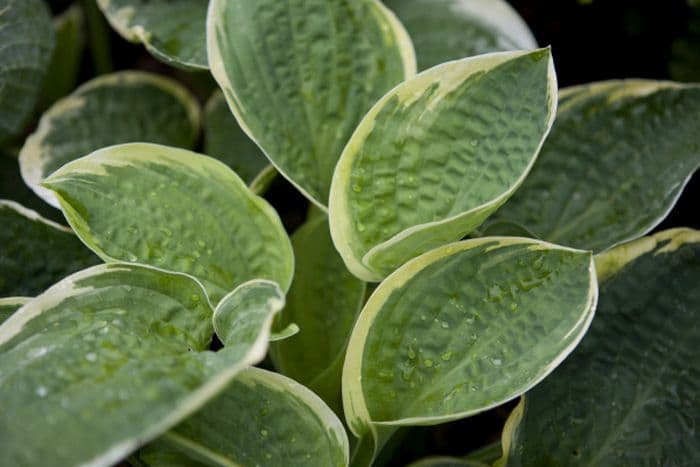 plantain lily 'Christmas Tree'