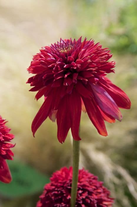 coneflower 'Eccentric'