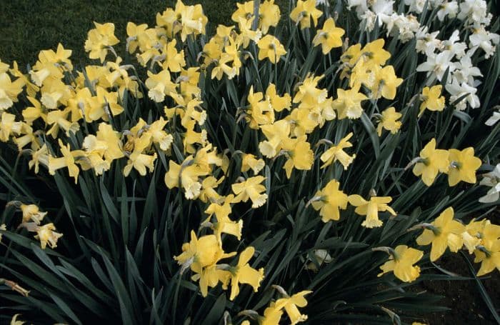 daffodil 'Gin and Lime'