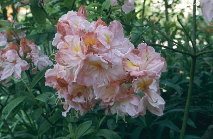 rhododendron 'Cecile'