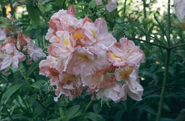 Rhododendron 'Cecile'